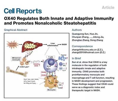 3-1 发表论文揭示肝炎发病机制.jpg